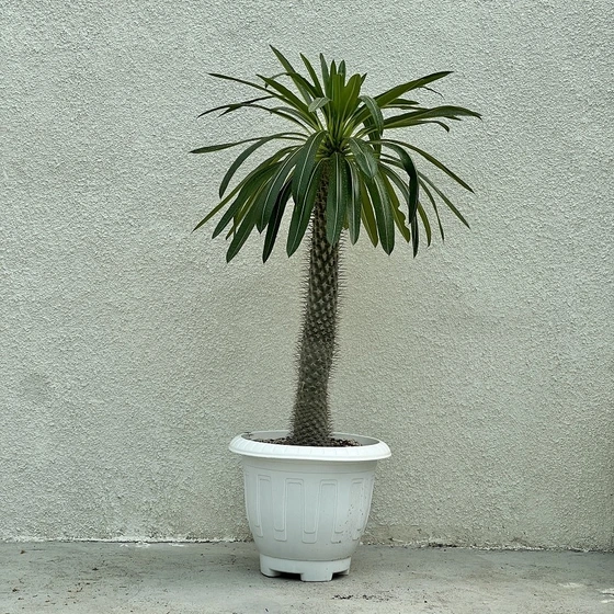 خرید و فروش نخل ماداگاسکار + فروش عمده